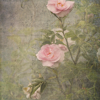 Buy canvas prints of  Vintage Rose Poster by LIZ Alderdice