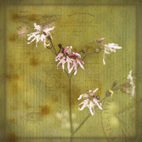 Buy canvas prints of Ragged Robin on French Papers by LIZ Alderdice