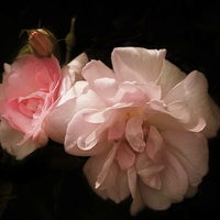 Buy canvas prints of  Sunlight on Pink Roses by LIZ Alderdice
