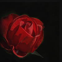 Buy canvas prints of  Red Rose  by LIZ Alderdice