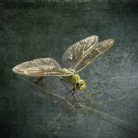 Buy canvas prints of Emperor Dragonfly  by LIZ Alderdice