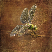 Buy canvas prints of  Green Dragonfly by LIZ Alderdice