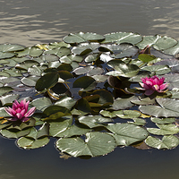 Buy canvas prints of  Lilly Pad Island by LIZ Alderdice