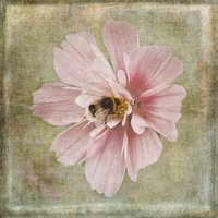 Buy canvas prints of  Busy Bee by LIZ Alderdice