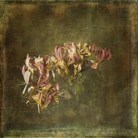 Buy canvas prints of  Honeysuckle Flowers by LIZ Alderdice
