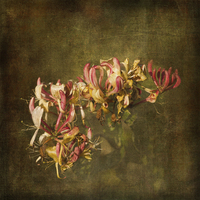 Buy canvas prints of  Honeysuckle Flowers (2) by LIZ Alderdice