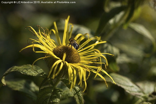  Inula Flower with Bee Picture Board by LIZ Alderdice