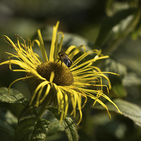 Buy canvas prints of  Inula Flower with Bee by LIZ Alderdice