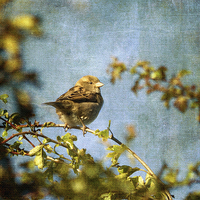 Buy canvas prints of  Little Sparrow by LIZ Alderdice