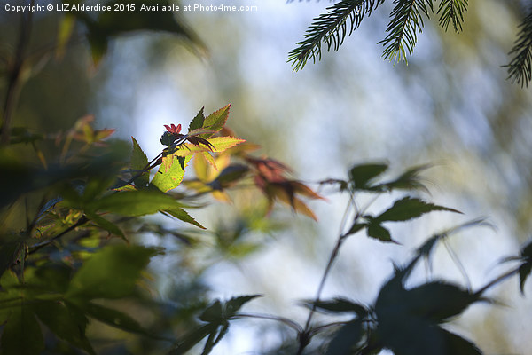  Gently Autumn Picture Board by LIZ Alderdice