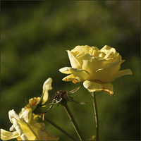 Buy canvas prints of  Yellow Roses by LIZ Alderdice