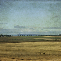 Buy canvas prints of  Bennachie Across the Fields by LIZ Alderdice