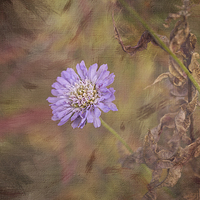 Buy canvas prints of  Cornflower Blue by LIZ Alderdice