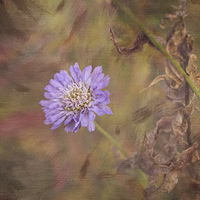 Buy canvas prints of  Cornflower Blue (square format) by LIZ Alderdice