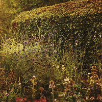 Buy canvas prints of  Country Garden by LIZ Alderdice