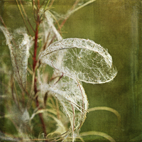 Buy canvas prints of Willow Herb Seeds  by LIZ Alderdice