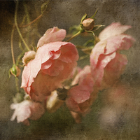 Buy canvas prints of  Roses After Rain by LIZ Alderdice