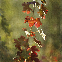 Buy canvas prints of  Autumnal Currant by LIZ Alderdice