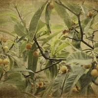Buy canvas prints of  Blackcaps and Lemons by LIZ Alderdice