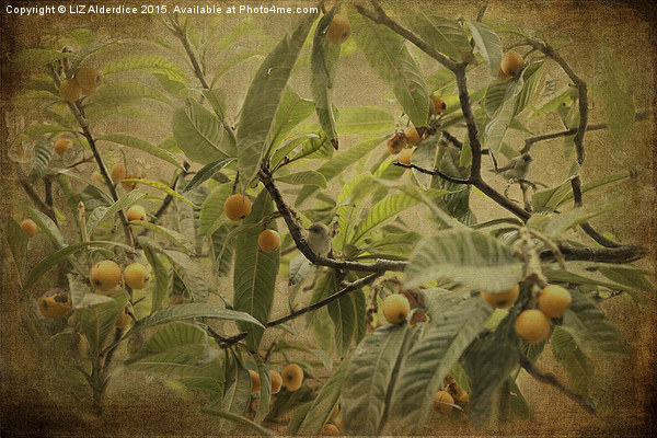  Blackcaps and Lemons (Sepia) Picture Board by LIZ Alderdice