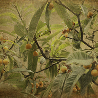 Buy canvas prints of  Blackcaps and Lemons (Sepia) by LIZ Alderdice