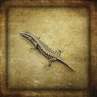 Buy canvas prints of  Lizard by LIZ Alderdice