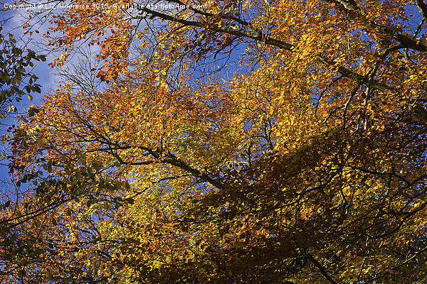  Autumn Leaves Picture Board by LIZ Alderdice