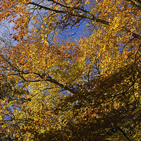 Buy canvas prints of  Autumn Leaves by LIZ Alderdice