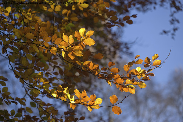 Autumn Days  Picture Board by LIZ Alderdice