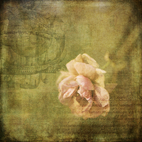 Buy canvas prints of  Yesterday's Rose by LIZ Alderdice
