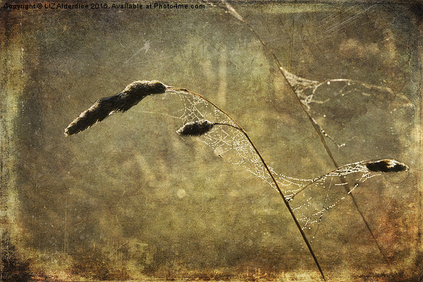  Cobwebs At Dawn Picture Board by LIZ Alderdice