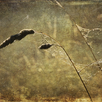 Buy canvas prints of  Cobwebs At Dawn by LIZ Alderdice