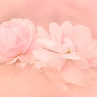 Buy canvas prints of Pastel Pink Roses by LIZ Alderdice