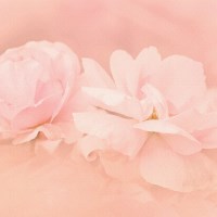 Buy canvas prints of Dreamy Pink Roses by LIZ Alderdice
