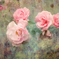 Buy canvas prints of Romance and Roses by LIZ Alderdice