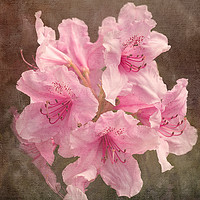 Buy canvas prints of Pink Rhododendron by LIZ Alderdice