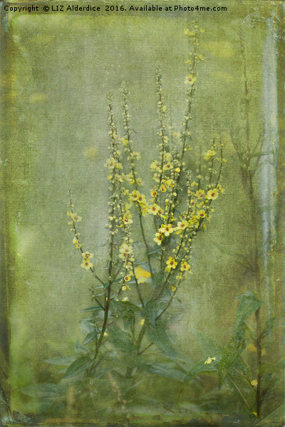 Yellow Verbascum Flowers Picture Board by LIZ Alderdice