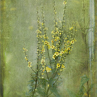 Buy canvas prints of Yellow Verbascum Flowers by LIZ Alderdice