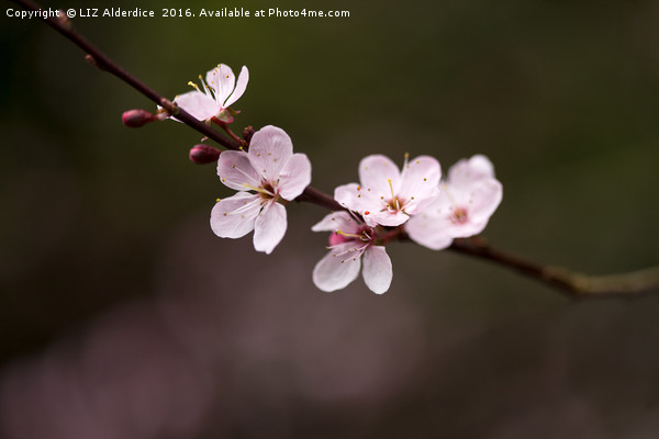 Sakura Picture Board by LIZ Alderdice