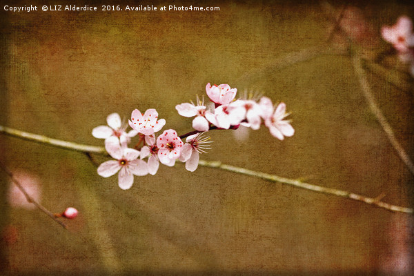 Cherry Blossom Time Picture Board by LIZ Alderdice