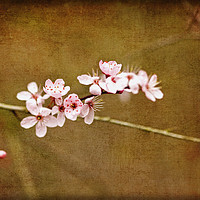 Buy canvas prints of Cherry Blossom Time by LIZ Alderdice