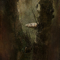 Buy canvas prints of Faery Woodland Scene by LIZ Alderdice