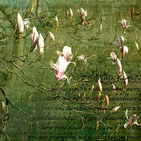 Buy canvas prints of Magnolia Blossom by LIZ Alderdice