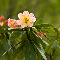 Buy canvas prints of Rhododendron Blooms by LIZ Alderdice