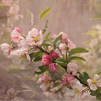 Buy canvas prints of Apple Blossom by LIZ Alderdice
