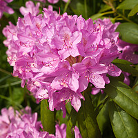 Buy canvas prints of Rhododendron by LIZ Alderdice