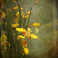 Buy canvas prints of Beautiful Broom by LIZ Alderdice