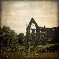 Buy canvas prints of Bolton Abbey Ruins by LIZ Alderdice