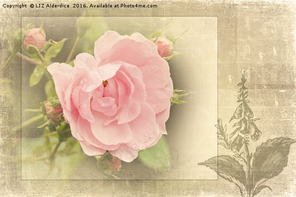 The Timeless Rose Picture Board by LIZ Alderdice