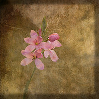 Buy canvas prints of An Unexpected Bloom by LIZ Alderdice